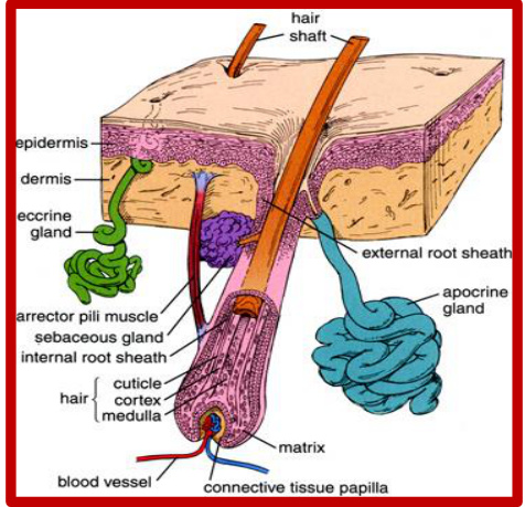 Hair follicles are embedded in the deeper layers of the skin and exhibit a tapered, triangular shape. 